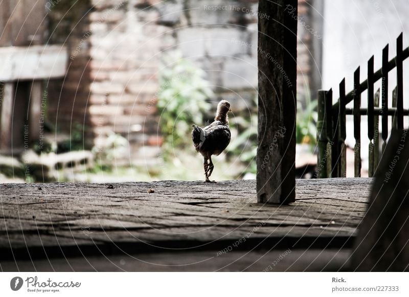 .Lonesome Chicken Natur Tier Menschenleer Nutztier Vogel Krallen 1 Tierjunges Stein Holz laufen frei Neugier Gefühle Einsamkeit Perspektive ruhig Schwäche