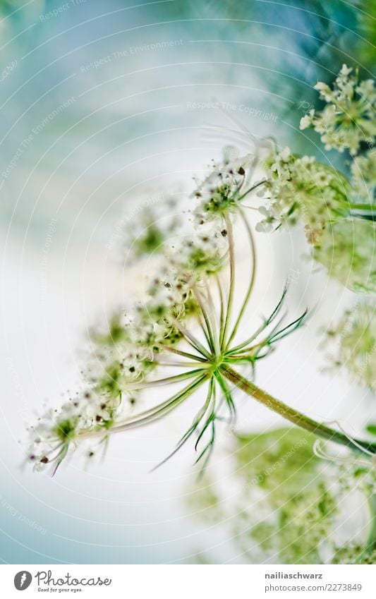 Wiesen-Bärenklau Sommer Umwelt Natur Pflanze Frühling Blume Blüte Wildpflanze Heracleum sphondylium Gemeine Bärenklau Doldenblütler Garten Park Feld Blühend