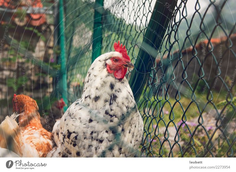 Henne in der Farm Lifestyle Natur Tier Nutztier Tiergesicht Pute Hahn 2 Tiergruppe Tierfamilie Zaun eingezäunt beobachten füttern authentisch frisch Gesundheit