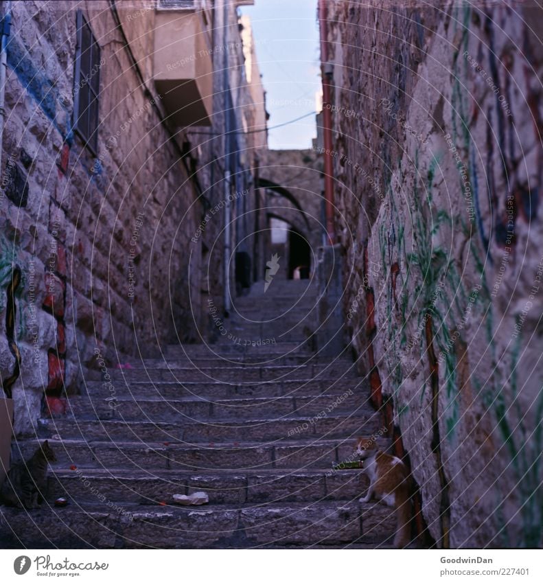 Die Stadt der Katzen Altstadt Menschenleer Haus Mauer Wand Fassade Tier alt dreckig dunkel elegant trist viele Stimmung Farbfoto Außenaufnahme Tag Licht