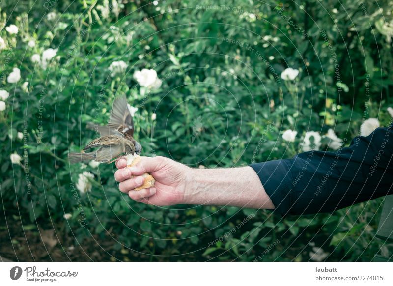 Guten Morgen, kleiner Spatz Lifestyle Leben Freizeit & Hobby Spielen Weiblicher Senior Frau Arme Hand Natur Tier Garten Park Wildtier Vogel Taube Haussperling