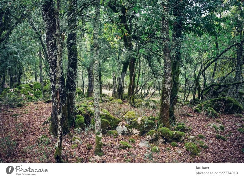 Herbstwald Freizeit & Hobby Tourismus Ausflug Abenteuer Sightseeing Expedition Camping Berge u. Gebirge wandern Umwelt Natur Landschaft Pflanze Frühling Baum