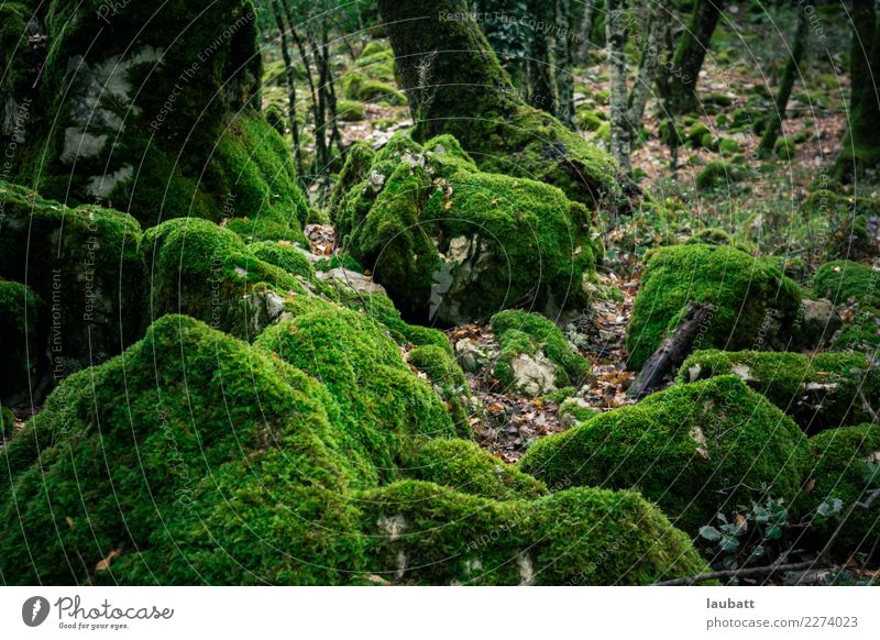 Zauberwald Umwelt Natur Landschaft Pflanze Erde Wassertropfen Klimawandel Regen Moos Wildpflanze Wald Abenteuer Beginn Zufriedenheit exotisch bedrohlich Gefühle