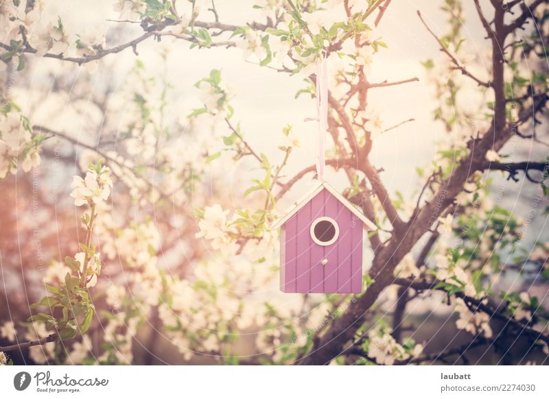 Vogelhaus in Blütezeit Freude heimwerken Umwelt Natur Blume Mandelbaum Sakura Hanami Kirschbaum Beginn Zufriedenheit Partnerschaft Erwartung Freundschaft