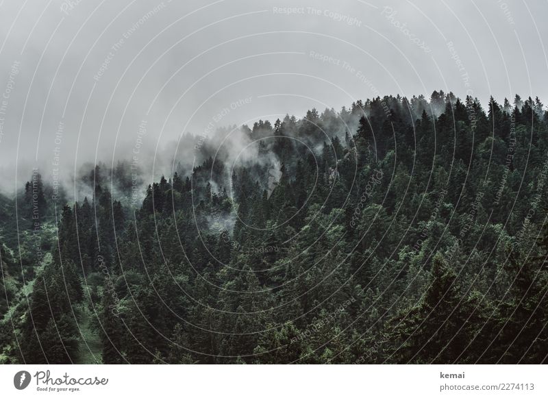 Nebel überm Wald Sinnesorgane ruhig Abenteuer Ferne Freiheit Umwelt Natur Himmel Wolken Wetter Regen Baum Hügel Berge u. Gebirge authentisch dunkel kalt grün