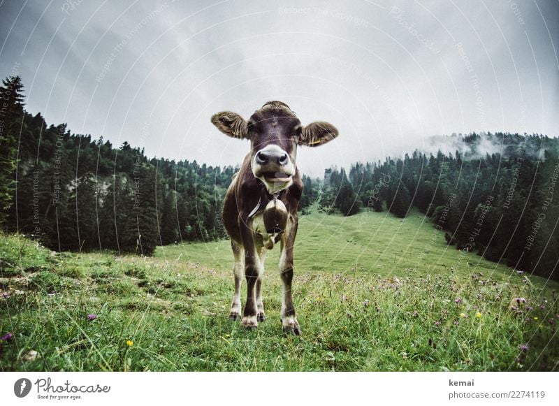 Ohren auf! Wohlgefühl ruhig Freizeit & Hobby Ferien & Urlaub & Reisen Berge u. Gebirge wandern Umwelt Natur Landschaft Himmel Wolken Herbst Wetter Gras Wald