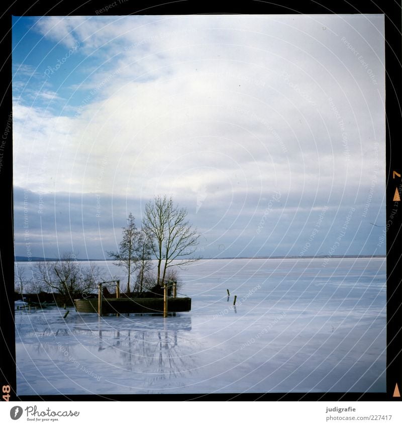 Steinhude Umwelt Natur Landschaft Wasser Winter Schönes Wetter Eis Frost Baum Küste Seeufer Steinhuder Meer kalt natürlich Stimmung Farbfoto Außenaufnahme