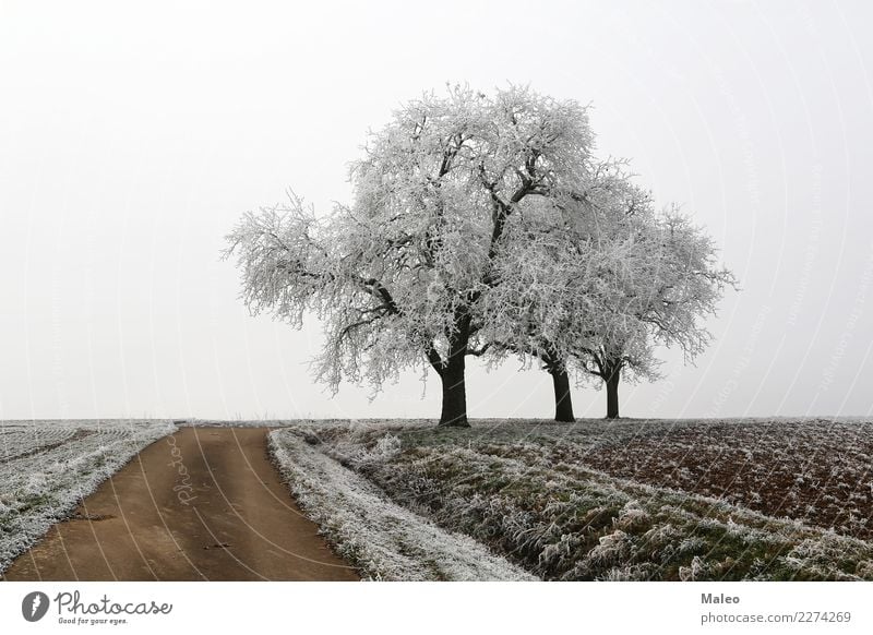 Frostiger Morgen kalt Schnee Baum Wege & Pfade Schneelandschaft Raureif Straße Eis Feld Winter Landschaft Landwirtschaft Heimat