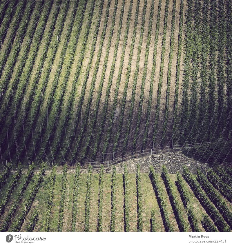 Hang zur Struktur II Landschaft Pflanze Nutzpflanze Hügel Weinbau Mosel (Weinbaugebiet) Weinberg Linie Streifen Farbfoto Gedeckte Farben Experiment Polaroid