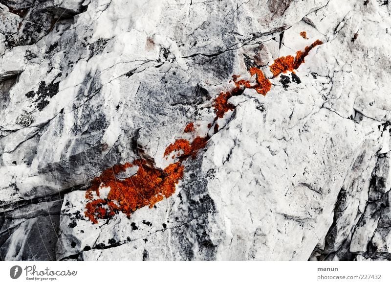 Lebensraum Natur Flechten Felsen Stein Wachstum authentisch eckig hell kalt grau silber weiß bescheiden Überleben Strukturen & Formen Farbfoto Gedeckte Farben