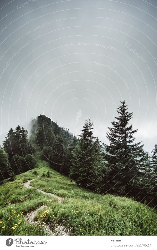 Hinauf Sinnesorgane ruhig Freizeit & Hobby Ausflug Abenteuer Ferne Freiheit Berge u. Gebirge wandern Natur Landschaft Himmel Wolken Wetter Nebel Baum Gras Wiese