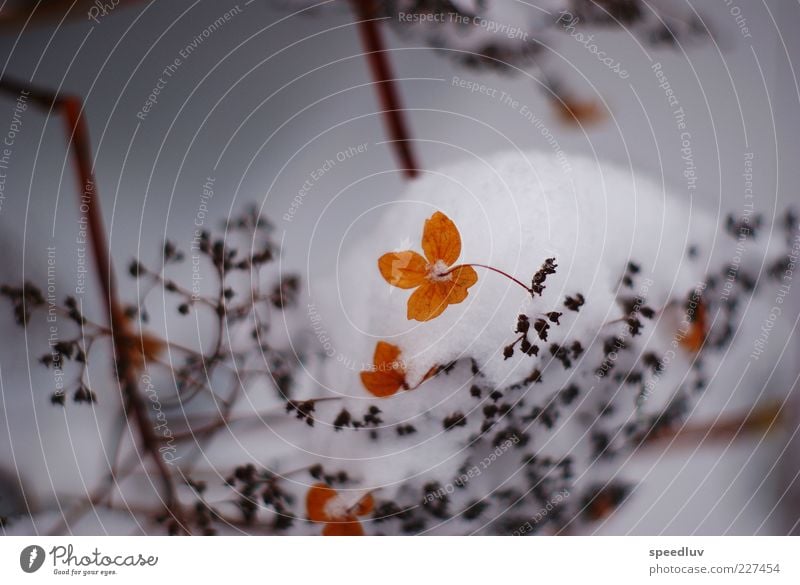 Wintererwachen Natur Pflanze Schnee Sträucher Blatt Blüte Blumenstrauß Kristalle Wasser ästhetisch trist braun gold Geborgenheit Hoffnung Sehnsucht Energie