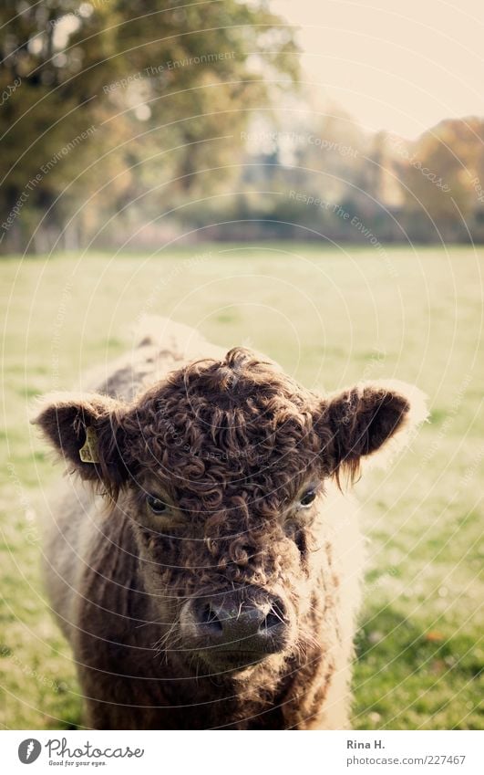 Was guckst du ! Natur Landschaft Feld Haustier Nutztier Rind Galloway 1 Tier frech Neugier Tierporträt Farbfoto Menschenleer Schwache Tiefenschärfe Tierjunges