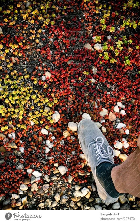 Tundra wandern Beine Fuß 1 Mensch Natur Pflanze Erde Gras Moos Strümpfe Schuhe Einsamkeit Umwelt mehrfarbig schreiten Stein losgehen Richtung unterwegs Bewegung