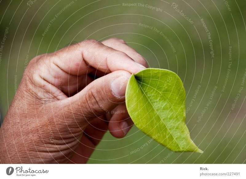 ."Du kauen, dann du fliiiiegen!" Kräuter & Gewürze Vegetarische Ernährung Asiatische Küche Gesundheit Rauschmittel Gartenarbeit Hand Finger 1 Mensch Umwelt