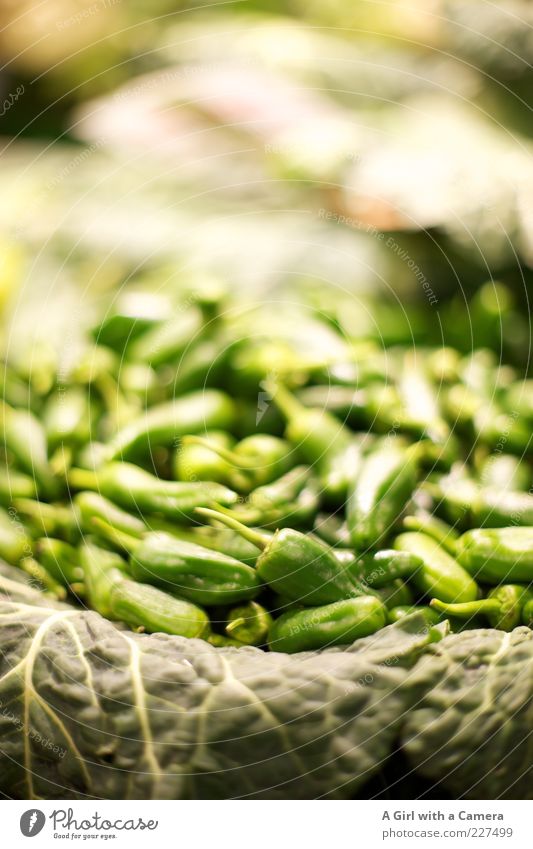 red hot sind die chilli peppers auch wenn sie green sind Lebensmittel Gemüse Peperoni Chili Ernährung Bioprodukte Vegetarische Ernährung Asiatische Küche liegen