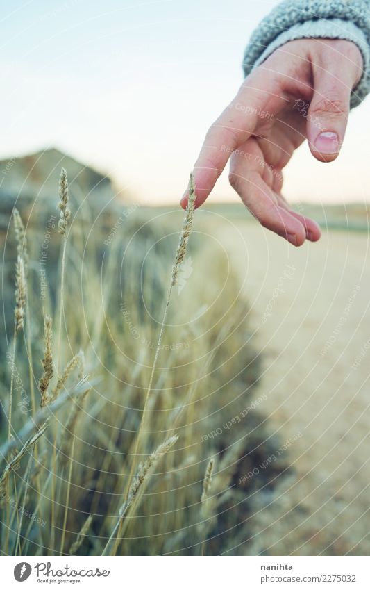 Hand berührt eine Spitze Wellness harmonisch Sinnesorgane Erholung ruhig Ferien & Urlaub & Reisen Expedition Umwelt Natur Pflanze Frühling Sommer Gras Sträucher