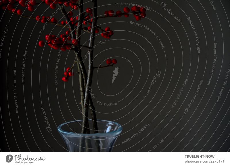 Winterberry in Glasvase am Morgen Leben harmonisch Sinnesorgane ruhig Meditation Häusliches Leben Dekoration & Verzierung Kunst Skulptur Sträucher Wildpflanze