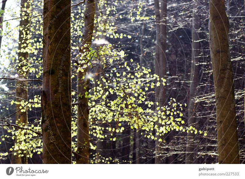 und dazwischen Zwischenräume Natur Landschaft Sonnenlicht Frühling Pflanze Baum Blatt Wald positiv braun grün Frühlingsgefühle Vorfreude Licht hell