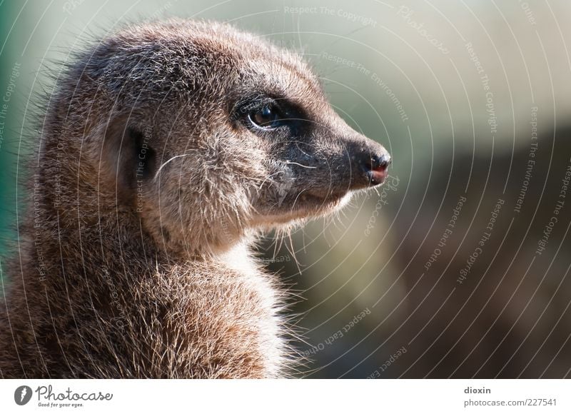 wachsam (Suricata suricatta N°2) Tier Wildtier Tiergesicht Fell Erdmännchen Schnauze Auge Ohr Nase 1 Blick schön kuschlig natürlich Verantwortung achtsam