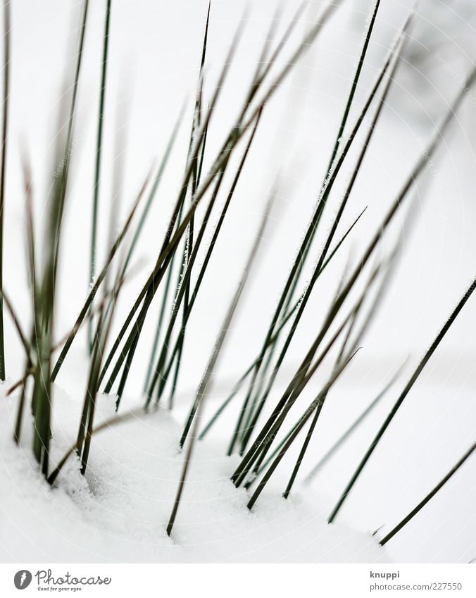 Stachel Umwelt Natur Pflanze Sonne Sonnenlicht Winter Gras Grünpflanze Wildpflanze Wiese elegant Spitze stachelig grün schwarz weiß dunkelgrün Schnee Farbfoto