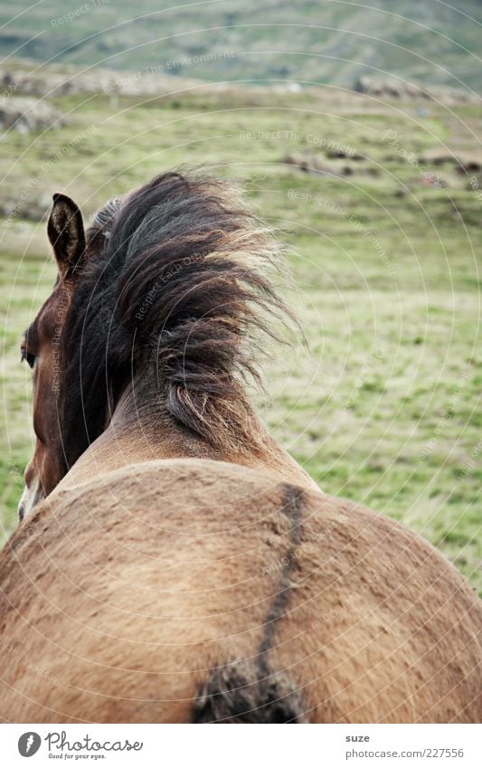 Dickes Ding Tier Wind Wiese Nutztier Wildtier Pferd 1 stehen warten ästhetisch natürlich wild braun Mähne Island Ponys Hinterteil Rücken Fellfarbe Farbfoto