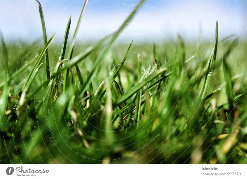 Graswald Leben Sommer Natur Landschaft Pflanze Himmel Frühling Schönes Wetter Wiese frisch saftig schön blau grün Farbe Klima Ferne Hintergrundbild Halm