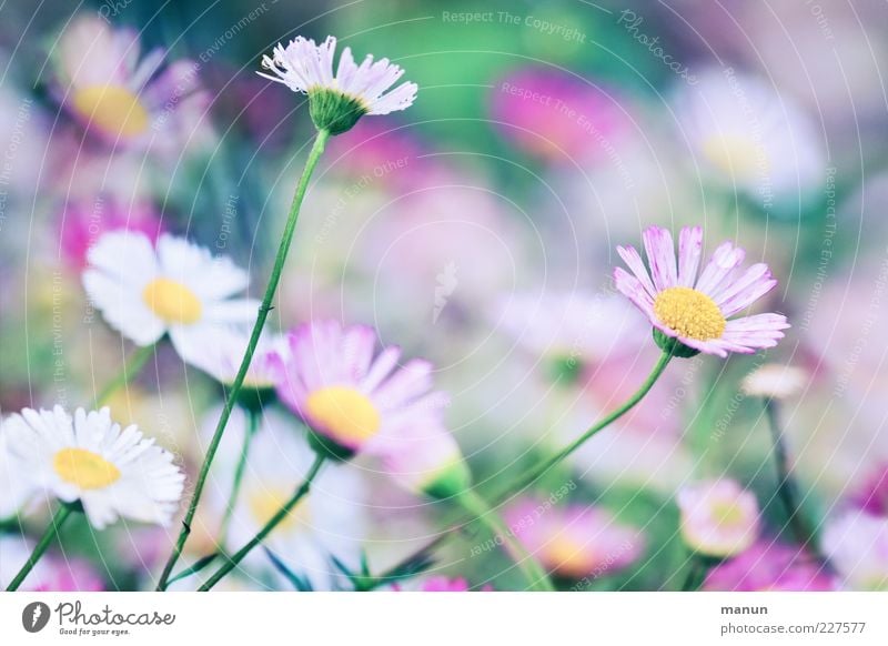 pink daisy Natur Frühling Sommer Pflanze Blume Blatt Blüte Gänseblümchen Duft fantastisch frisch schön rosa Frühlingsgefühle Leichtigkeit Farbfoto Außenaufnahme