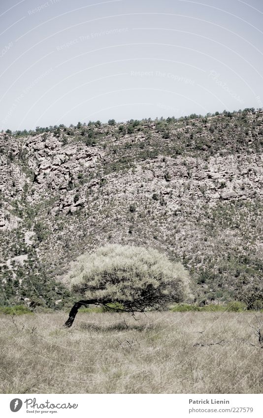 the last tree Umwelt Natur Landschaft Pflanze Urelemente Luft Himmel Wolkenloser Himmel Sommer Klima Klimawandel Wetter Schönes Wetter Wärme Dürre Baum Gras