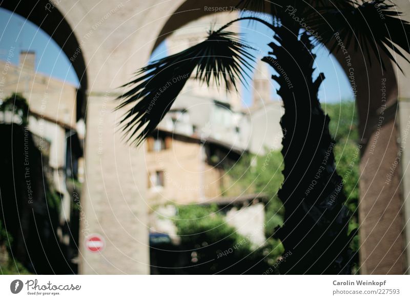 Palme. Sommer Wolkenloser Himmel Sonne Baum Blatt Frankreich Dorf Stadt Altstadt Menschenleer Haus Kirche Dom Platz Brücke Turm Tor Bauwerk Gebäude Architektur