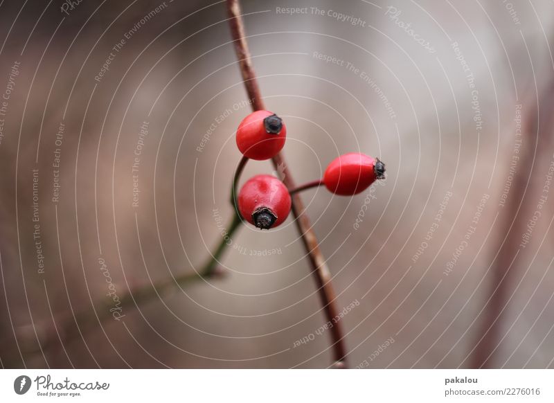 3 lustige Hagebutten Umwelt Natur Herbst Winter Pflanze Rose Frucht Park Wald leuchten Erfolg rot Mut Gesundheit Gesundheitswesen kalt Zusammenhalt