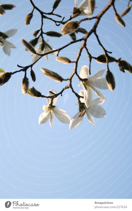 ::11-1:: Umwelt Natur Pflanze Tier Frühling Sommer Klima Klimawandel Wetter Schönes Wetter Baum Blume Garten Park Glück Fröhlichkeit Magnolienblüte Himmel Leben