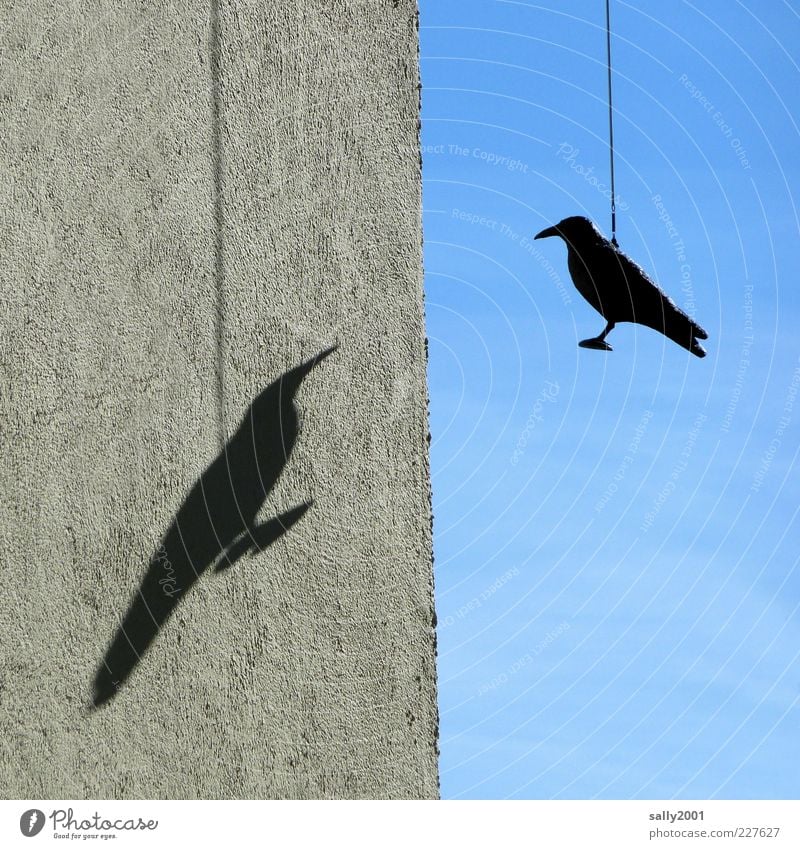 Fly, shadow, fly Umwelt Tier Himmel Sonnenlicht Schönes Wetter Mauer Wand Fassade Vogel Rabenvögel Krähe 1 Tierpaar hängen Zusammensein schwarz Sehnsucht