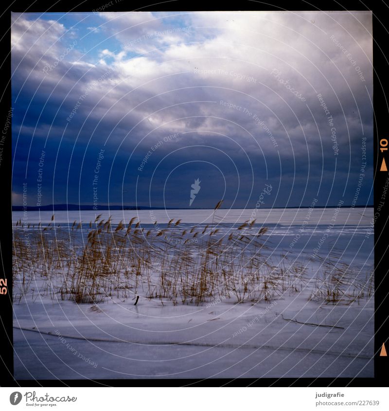 Steinhude Umwelt Natur Landschaft Wasser Himmel Wolken Winter Klima Wetter Eis Frost Schnee Pflanze Gras Küste Seeufer Steinhuder Meer kalt natürlich wild