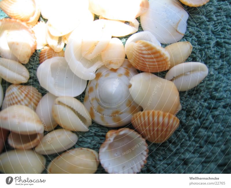 Muscheln Meer Ferien & Urlaub & Reisen Sammlung Strand fund