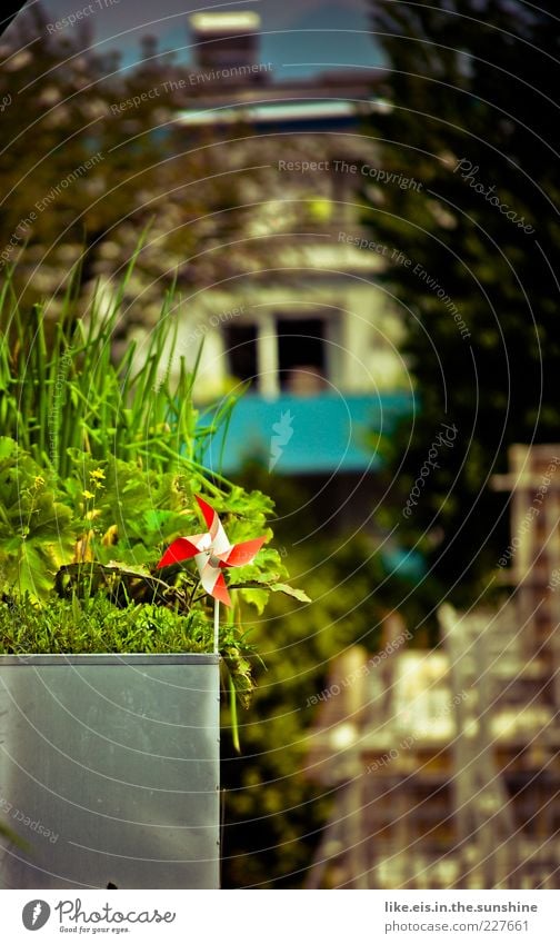 ein schlückchen Frühling Garten Sommer Schönes Wetter Pflanze Gras Haus Erholung eckig glänzend grün rot Idylle Balkon Balkonpflanze Balkondekoration Windrad