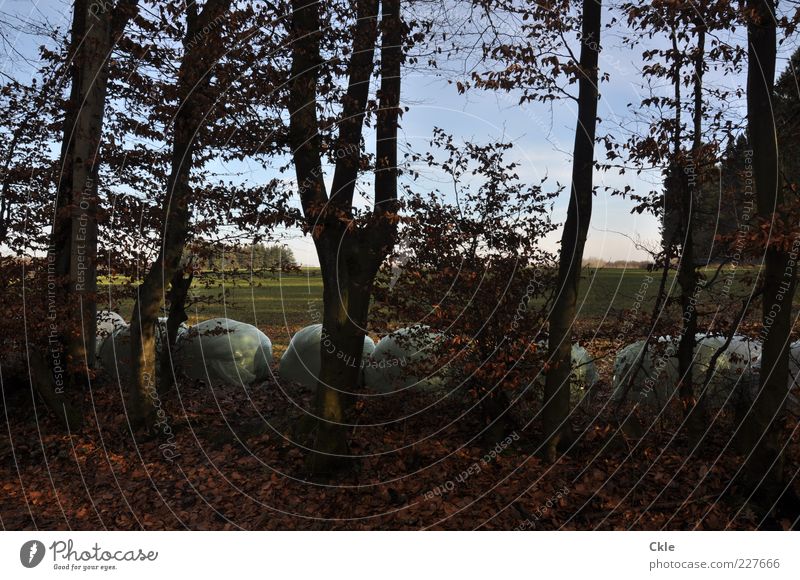 Sie sind da Landwirtschaft Forstwirtschaft Umwelt Natur Landschaft Pflanze Himmel Winter Baum Feld Wald blau braun grün ästhetisch Ordnung Farbfoto