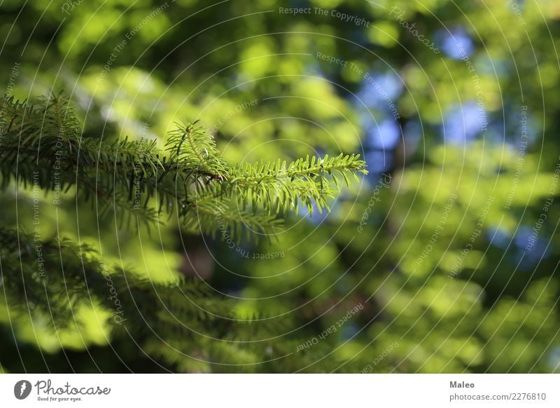 Nadeln Tannennadel grün Wald Nadelbaum Unschärfe Ast Baum Pflanze Lärche Fichte Kiefer Botanik Hintergrundbild Natur Saison Weihnachten & Advent Zweig