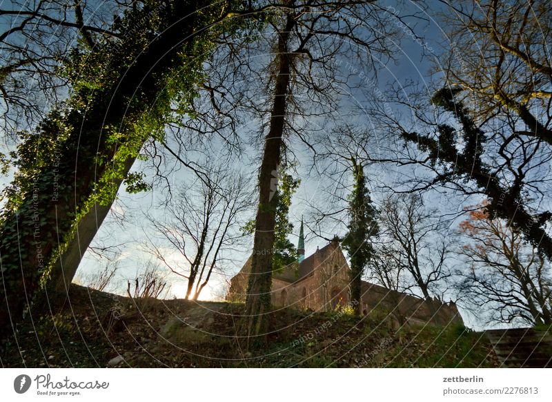 Kloster Chorin amtssee Brandenburg Konzert Landschaft Ruine See Uckermark Froschperspektive Baum Baumstamm Ast Efeu Natur Himmel Himmel (Jenseits) Sonne