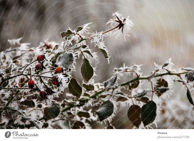 Eisnebel Pflanze Sträucher Hagebutten Blatt Ast Zweig kalt gefroren Nebel Kristallstrukturen Eiskristall Schneekristall Winter Schwache Tiefenschärfe