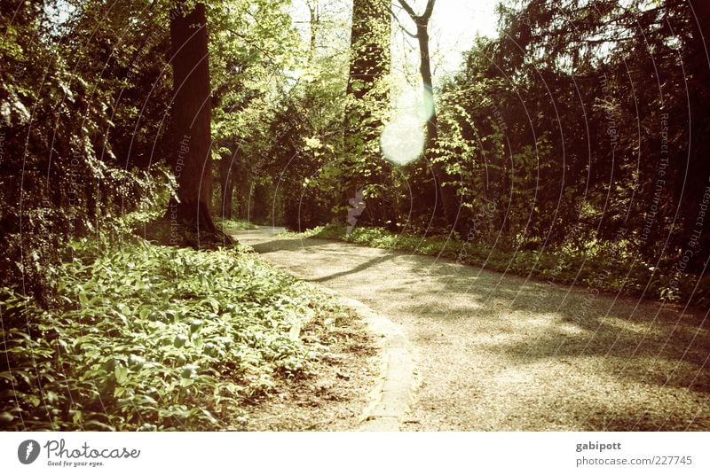 Waldspaziergang Natur Landschaft Schönes Wetter Pflanze Baum Blatt Grünpflanze Park Wege & Pfade braun grün Kurve Blendenfleck ruhig Außenaufnahme Menschenleer