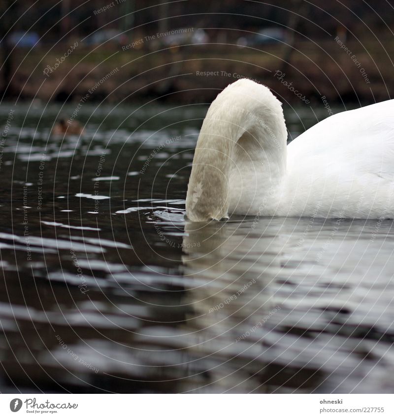 Muscheltaucher Tier Wasser Fluss Wildtier Schwan 1 Fressen trinken tauchen verstecken Farbfoto Gedeckte Farben Textfreiraum unten Tag Tierporträt Nahrungssuche