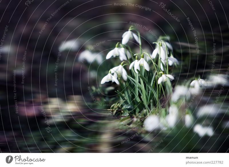 Schneeglöckchen Natur Frühling Blume Blatt Blüte Frühlingsblume Frühlingsblumenbeet Frühblüher Garten außergewöhnlich authentisch fantastisch schön