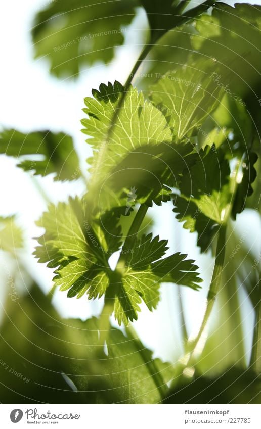 küchen koriander Lebensmittel Koriander Frühling Pflanze Blatt Topfpflanze Gesundheit grün Farbfoto Innenaufnahme Nahaufnahme Menschenleer Tag Sonnenlicht