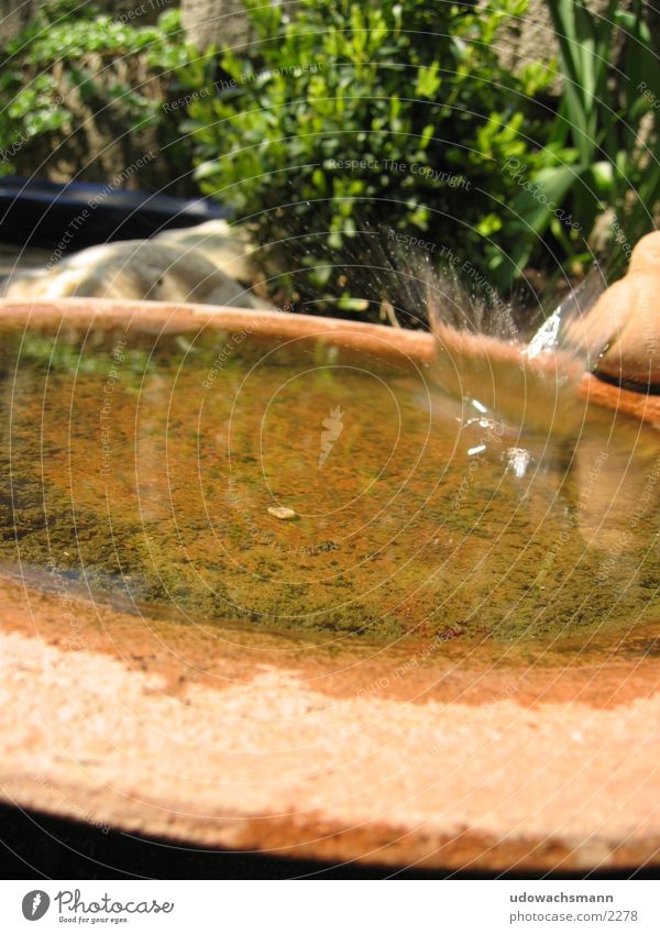 Wassertropfen in Vogeltränke Futterhäuschen spritzen Makroaufnahme Sonne