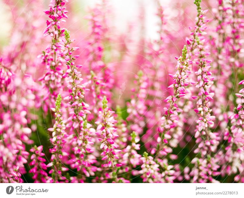 mein Balkon Natur Pflanze Sonnenlicht Sommer Schönes Wetter Garten Duft Wärme grün rosa Unschärfe Farbfoto Außenaufnahme Tag Licht Kontrast