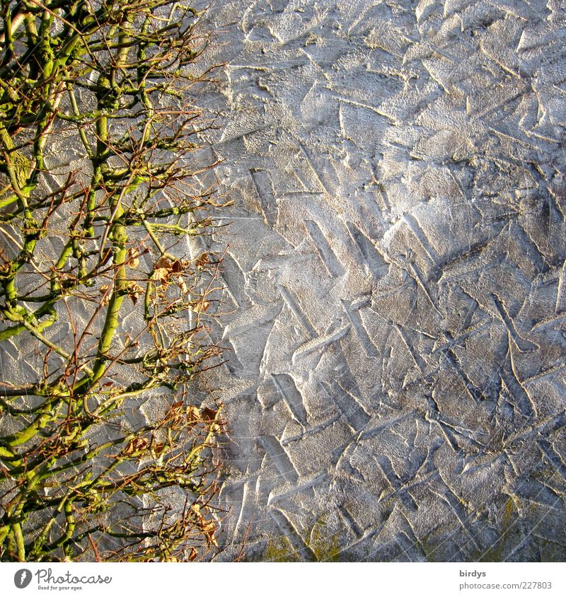 wallpaper Hecke Mauer Wand Wandel & Veränderung Muster kahl laublos Putzfassade verputzt Kontrast Licht & Schatten Furche Begrenzung einfach Perspektive