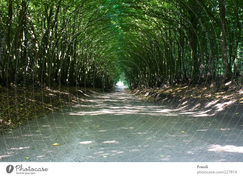 Lichttunnel Ferne Sommer Natur Sonnenlicht Schönes Wetter Baum Holsteinische Schweiz Wege & Pfade Erholung natürlich Geborgenheit Stimmung Farbfoto