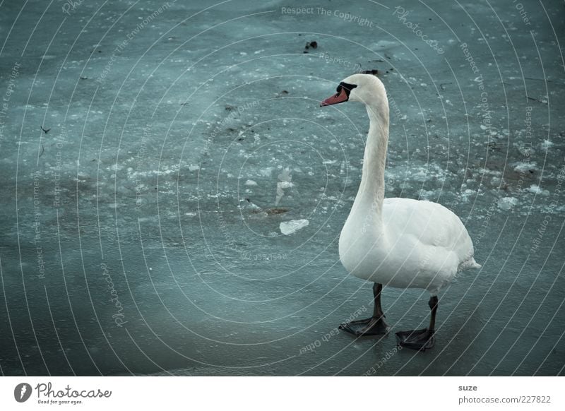 Bläck Füß Umwelt Tier Winter Klima Eis Frost Wildtier Vogel Schwan 1 stehen dunkel kalt blau grau weiß Einsamkeit Feder Eisfläche gefroren Farbfoto