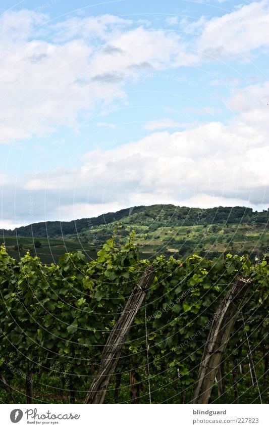 Black Forest Natur Landschaft Pflanze Himmel Wolken Sommer Schönes Wetter Nutzpflanze Feld Hügel Berge u. Gebirge Wachstum blau grün Weinbau Schwarzwald Blatt